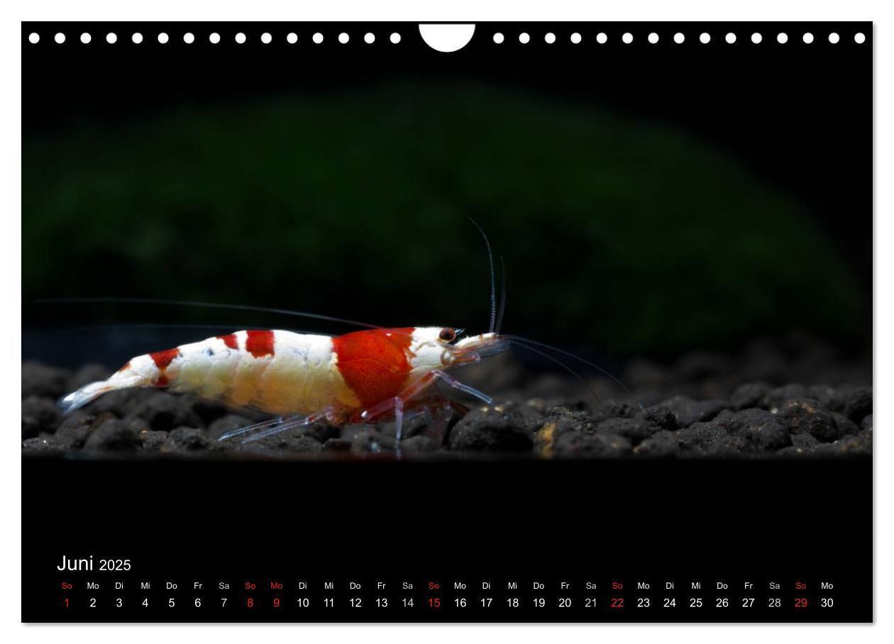 Bild: 9783435562060 | Zwerggarnelen - gepanzerte Juwelen im Aquarium (Wandkalender 2025...