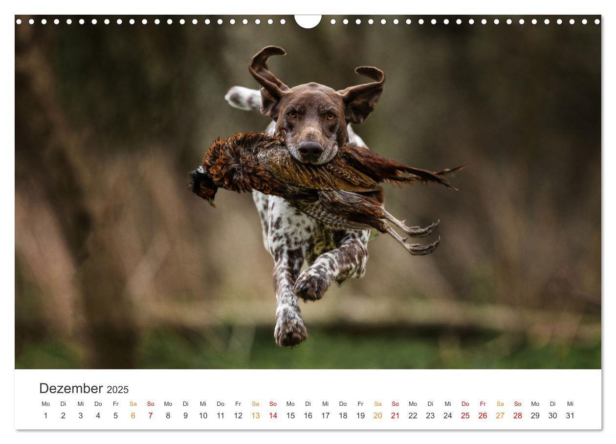 Bild: 9783457181430 | Treue Jagdgefährten - Jagdhunderassen im Portrait (Wandkalender...