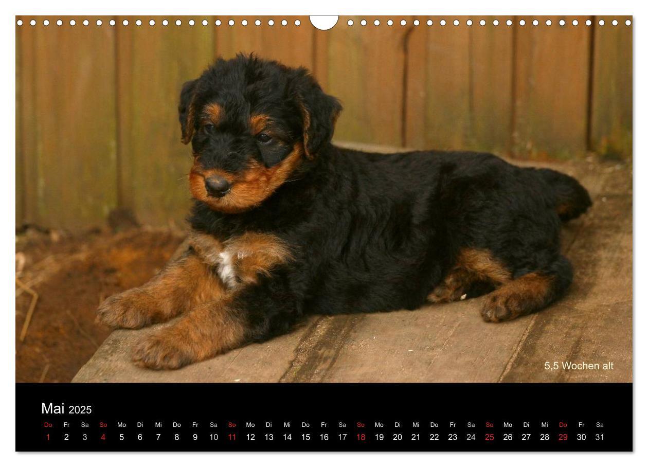 Bild: 9783435747290 | Airedale Terrier Welpen (Wandkalender 2025 DIN A3 quer), CALVENDO...