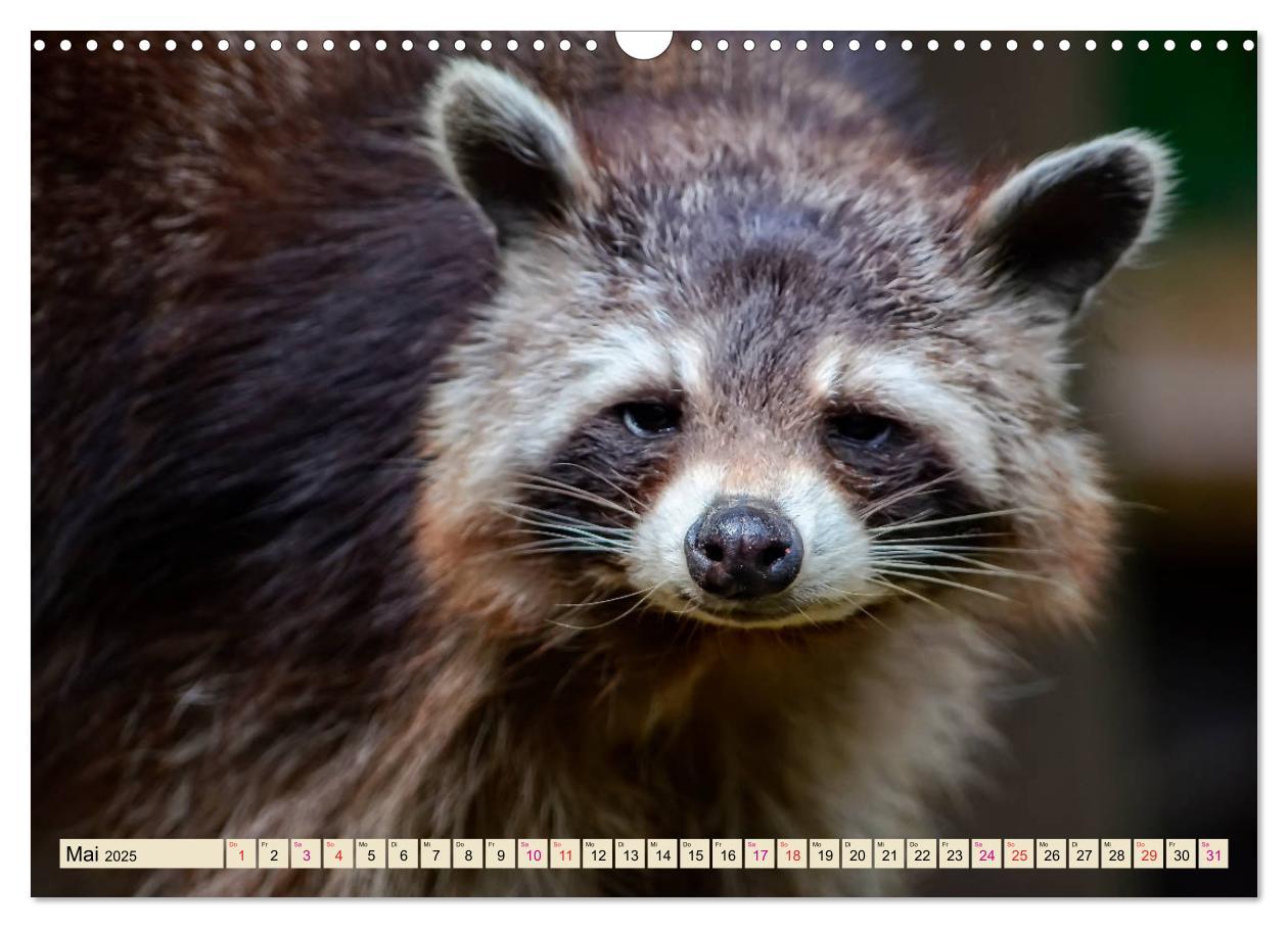 Bild: 9783435334735 | Waschbär - Niedlicher Allesfresser (Wandkalender 2025 DIN A3 quer),...