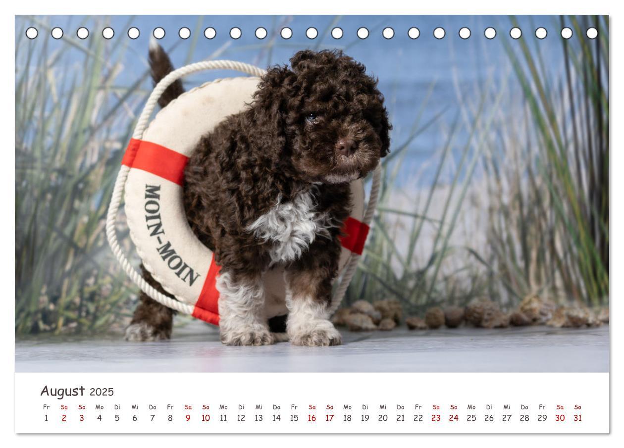 Bild: 9783383999031 | Lagotto Romagnolo - Spiel und Spaß in der Welpenzeit (Tischkalender...