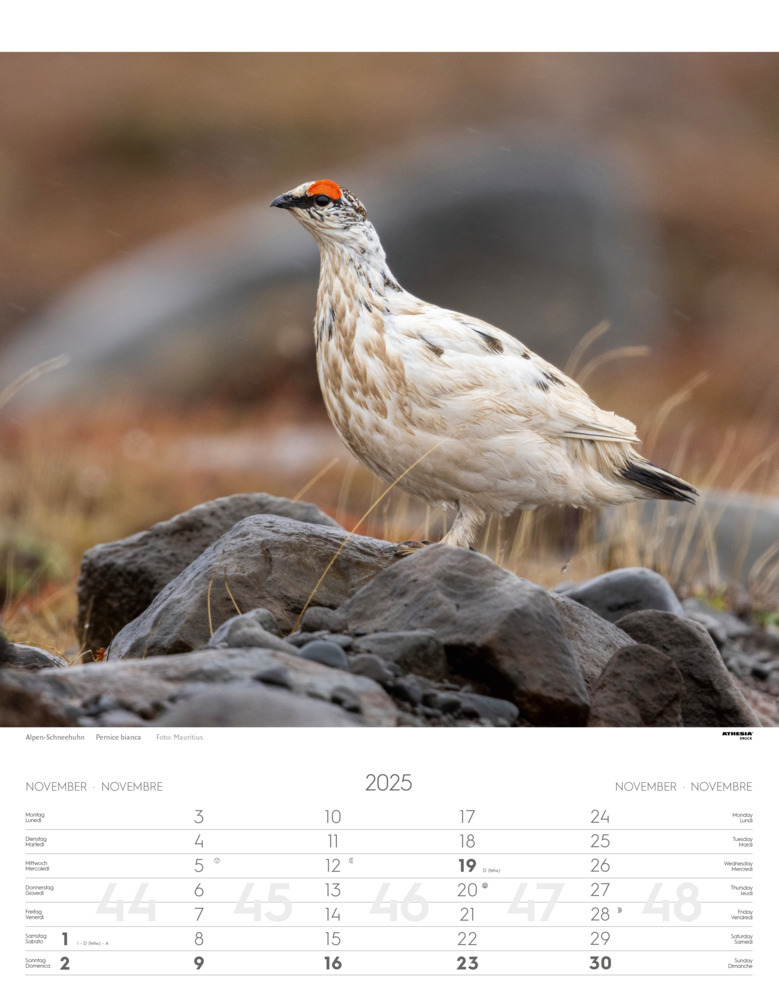 Bild: 9788868397449 | Tiere der Alpen - Kalender 2025 | Animali delle Alpi - Alpine animals