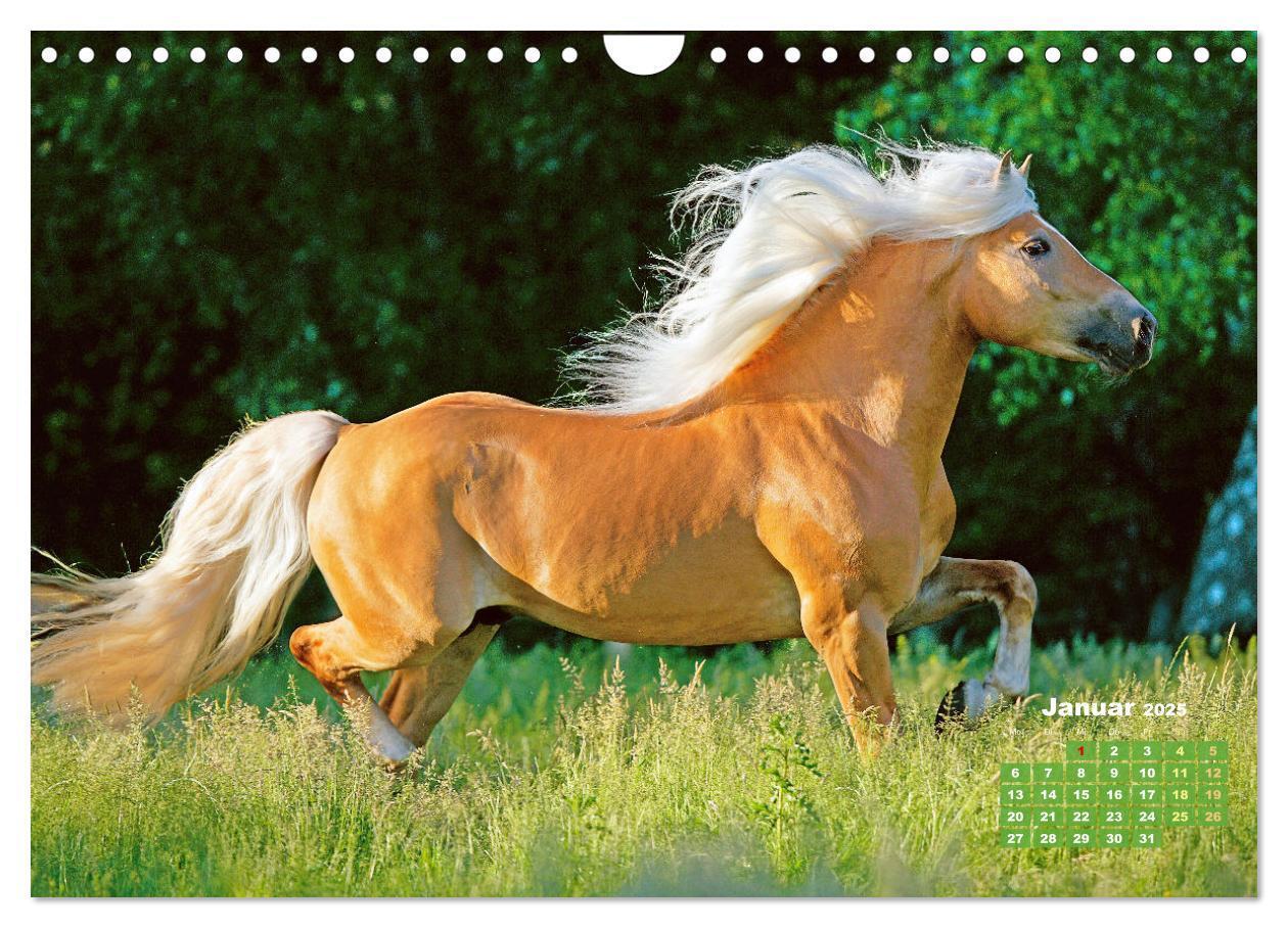 Bild: 9783457184974 | Haflinger: Die blonden Pferde von der Alm (Wandkalender 2025 DIN A4...