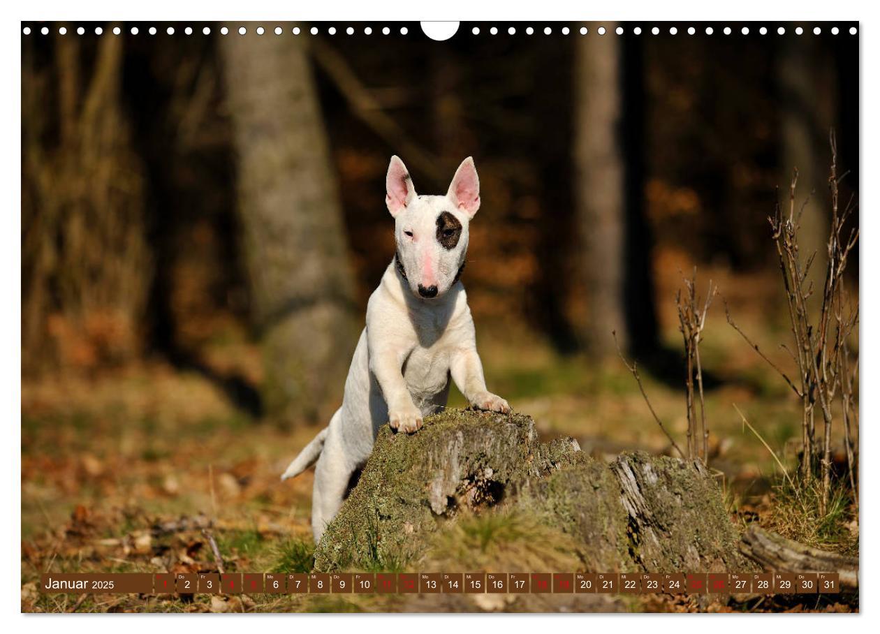 Bild: 9783435405404 | Bullterrier, Powerpakete auf 4 Pfoten (Wandkalender 2025 DIN A3...