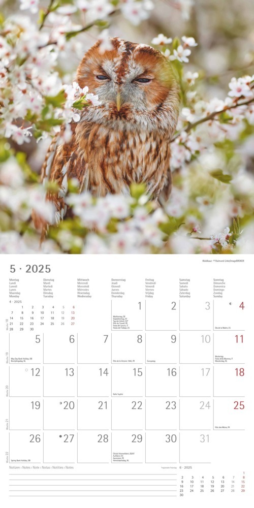 Bild: 4251732340735 | Alpha Edition - Eulen 2025 Broschürenkalender, 30x30cm,...