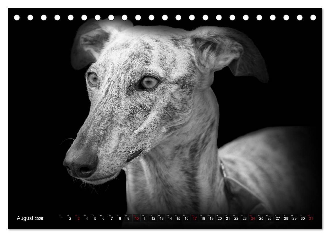 Bild: 9783383824036 | Galgo Español - der spanische Windhund 2025 (Tischkalender 2025 DIN...