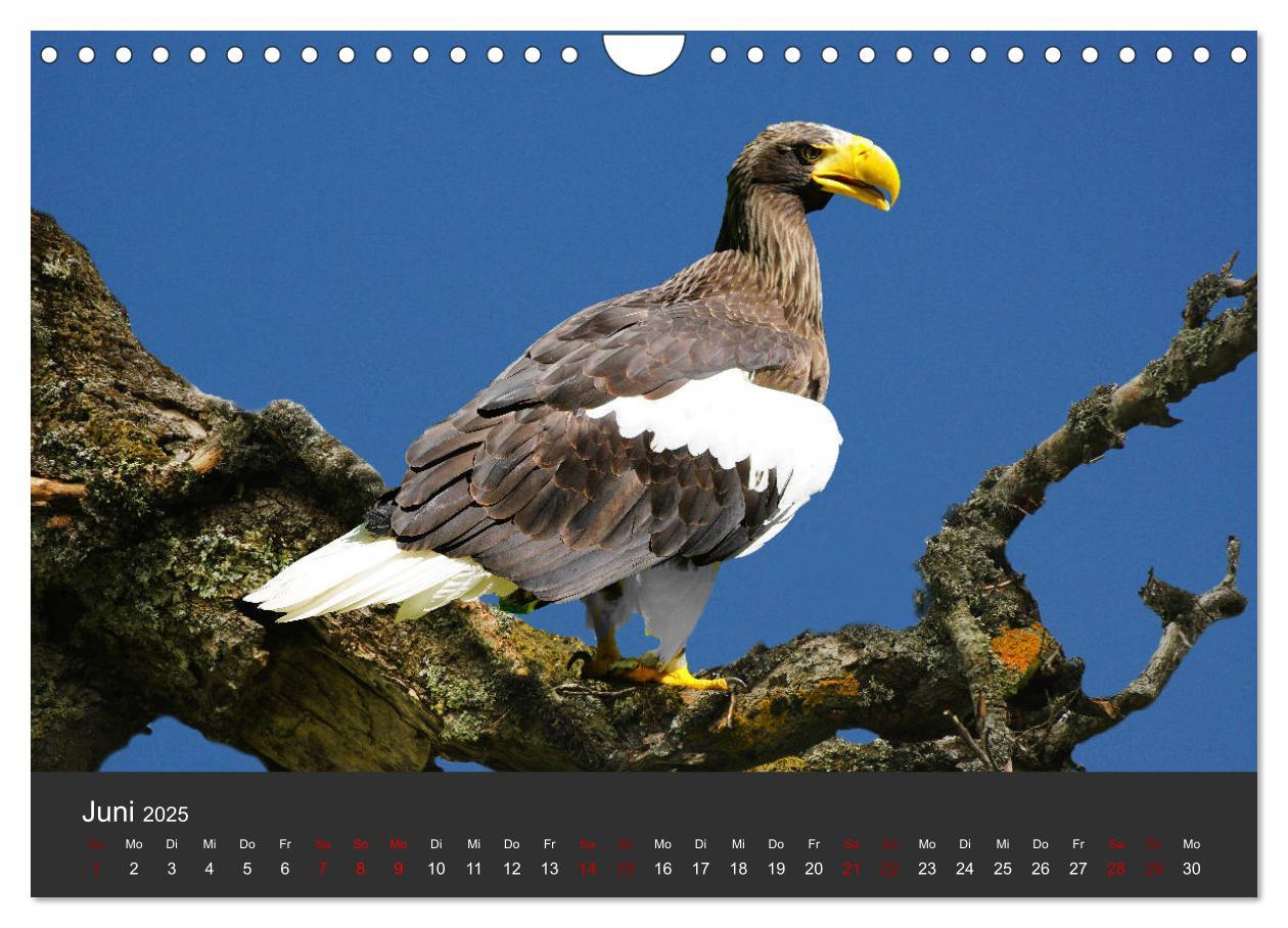 Bild: 9783435402946 | Faszination der Greifvögel und Geier (Wandkalender 2025 DIN A4...