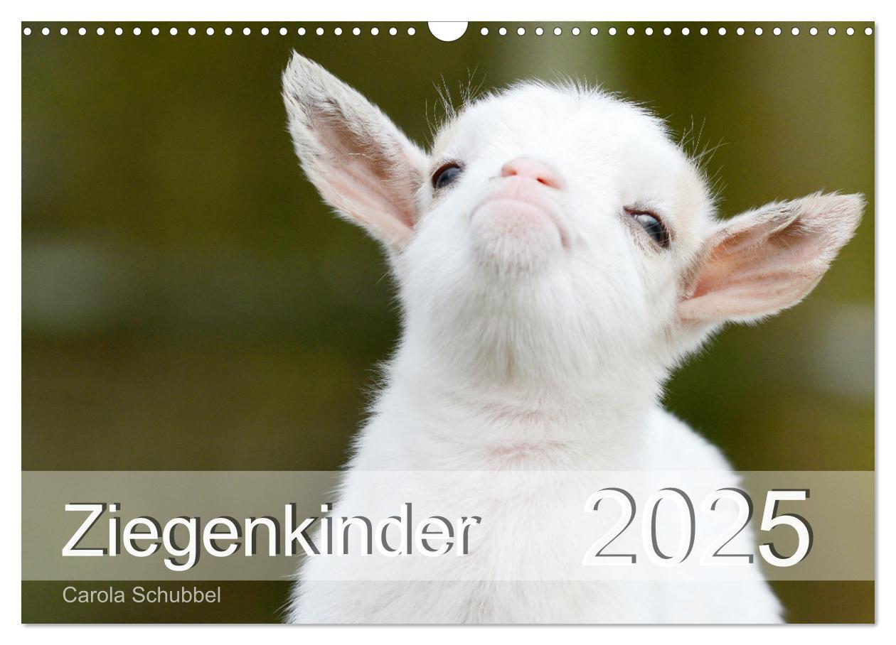 Cover: 9783435053643 | Ziegenkinder (Wandkalender 2025 DIN A3 quer), CALVENDO Monatskalender