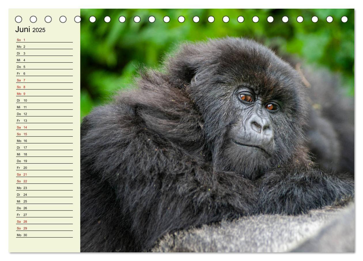 Bild: 9783435118489 | Berggorillas im Herzen Afrikas (Tischkalender 2025 DIN A5 quer),...