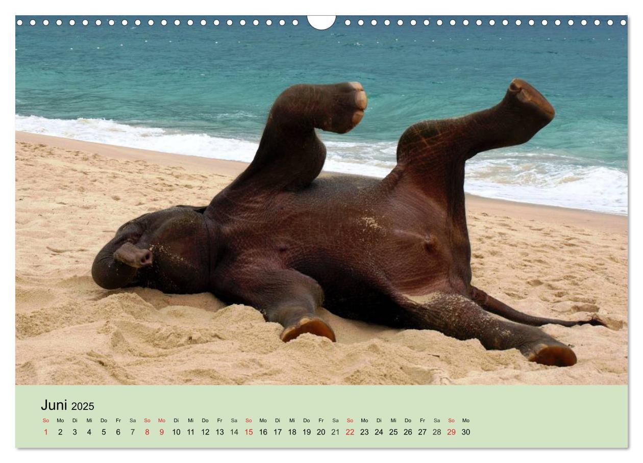 Bild: 9783435719747 | Elefanten. Badespaß am Strand (Wandkalender 2025 DIN A3 quer),...