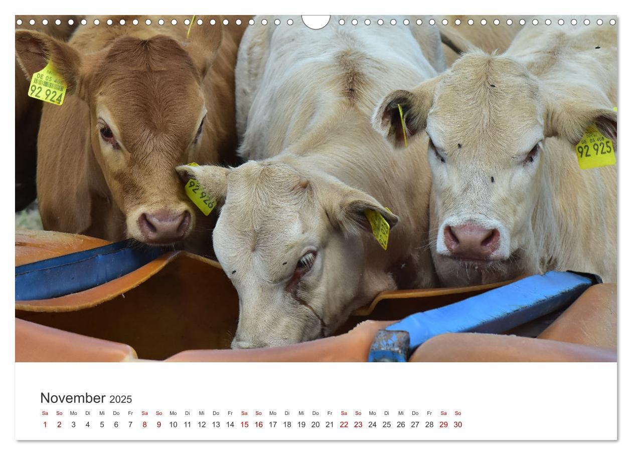 Bild: 9783435015184 | Kälber - Kleine Herzensbrecher auf den Wiesen (Wandkalender 2025...