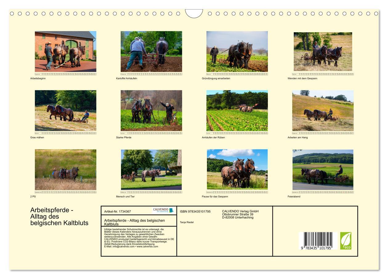 Bild: 9783435101795 | Arbeitspferde - Alltag des belgischen Kaltbluts (Wandkalender 2025...