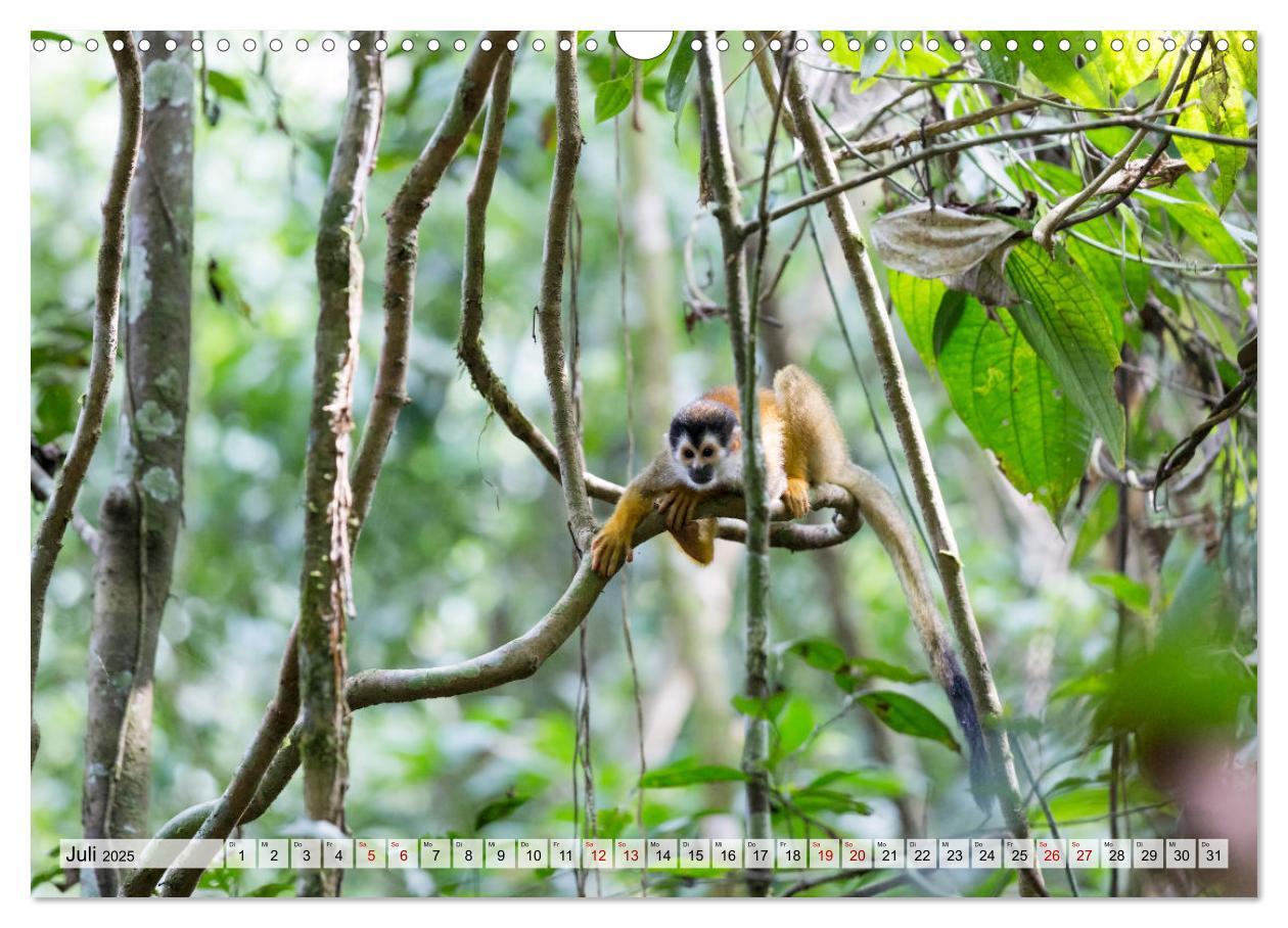 Bild: 9783383949401 | Costa Rica - Tierwelt und Landschaften (Wandkalender 2025 DIN A3...