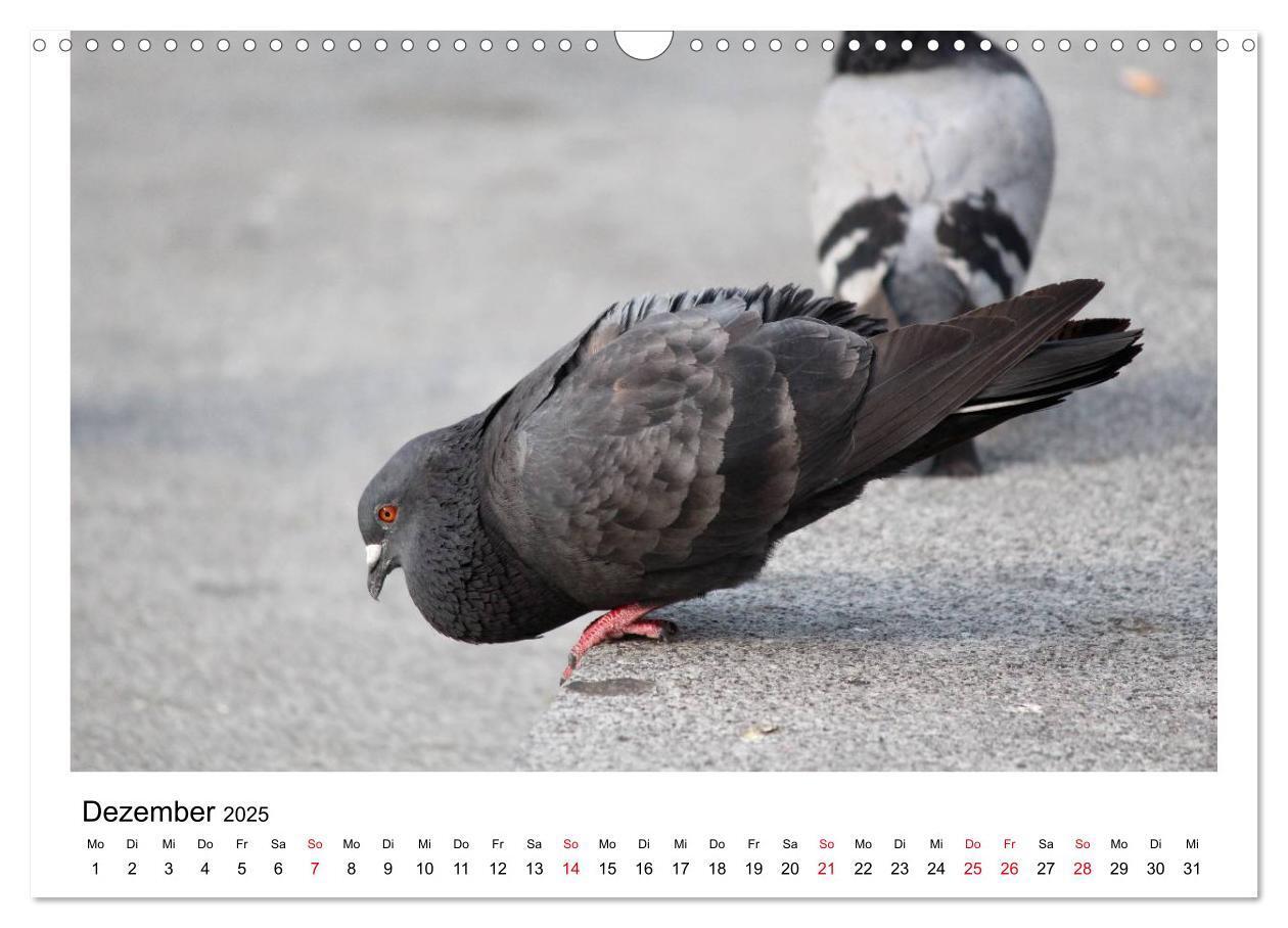 Bild: 9783435756278 | Geliebte Tauben (Wandkalender 2025 DIN A3 quer), CALVENDO...