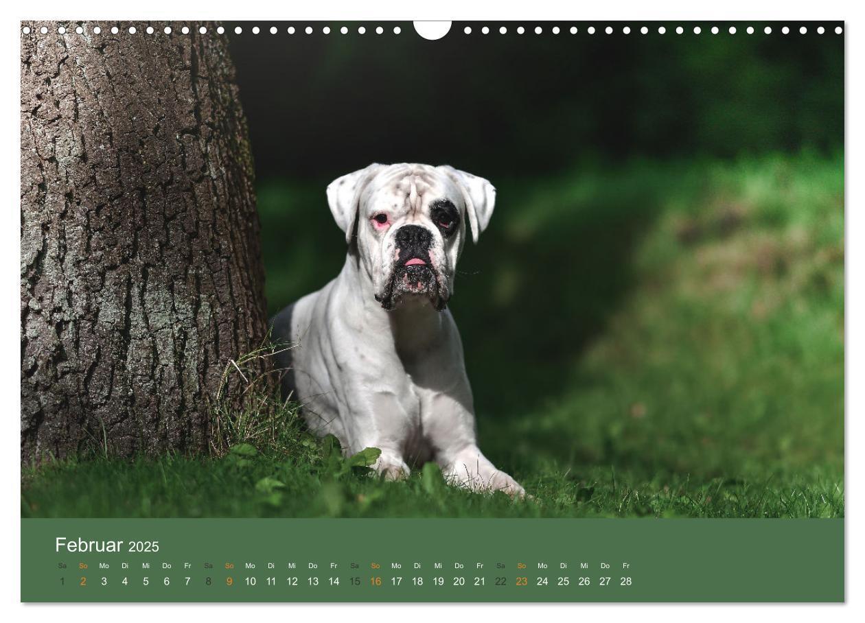 Bild: 9783383926396 | Der Boxer, der beste Hund der Welt (Wandkalender 2025 DIN A3 quer),...