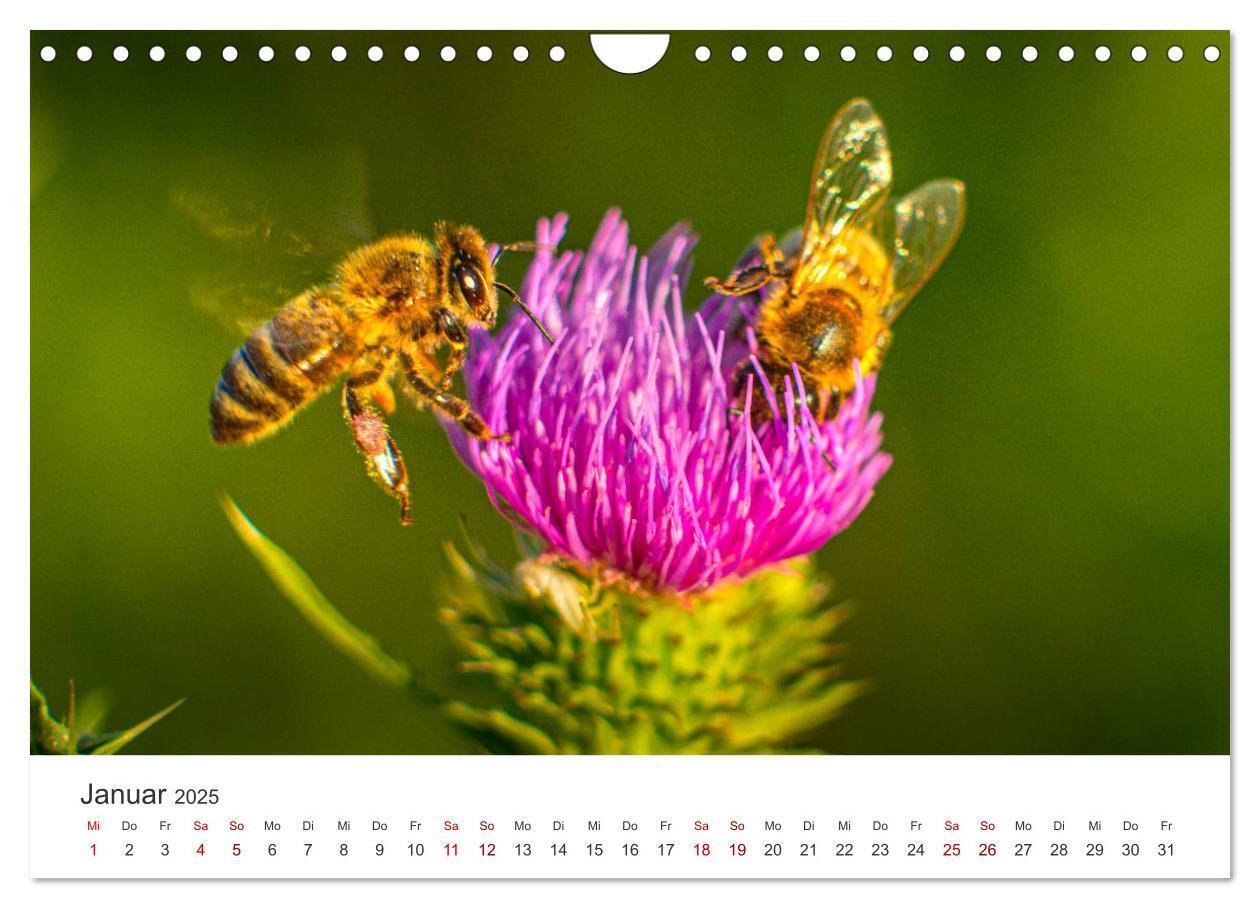 Bild: 9783383927485 | Die Welt der fleißigen Bienen (Wandkalender 2025 DIN A4 quer),...