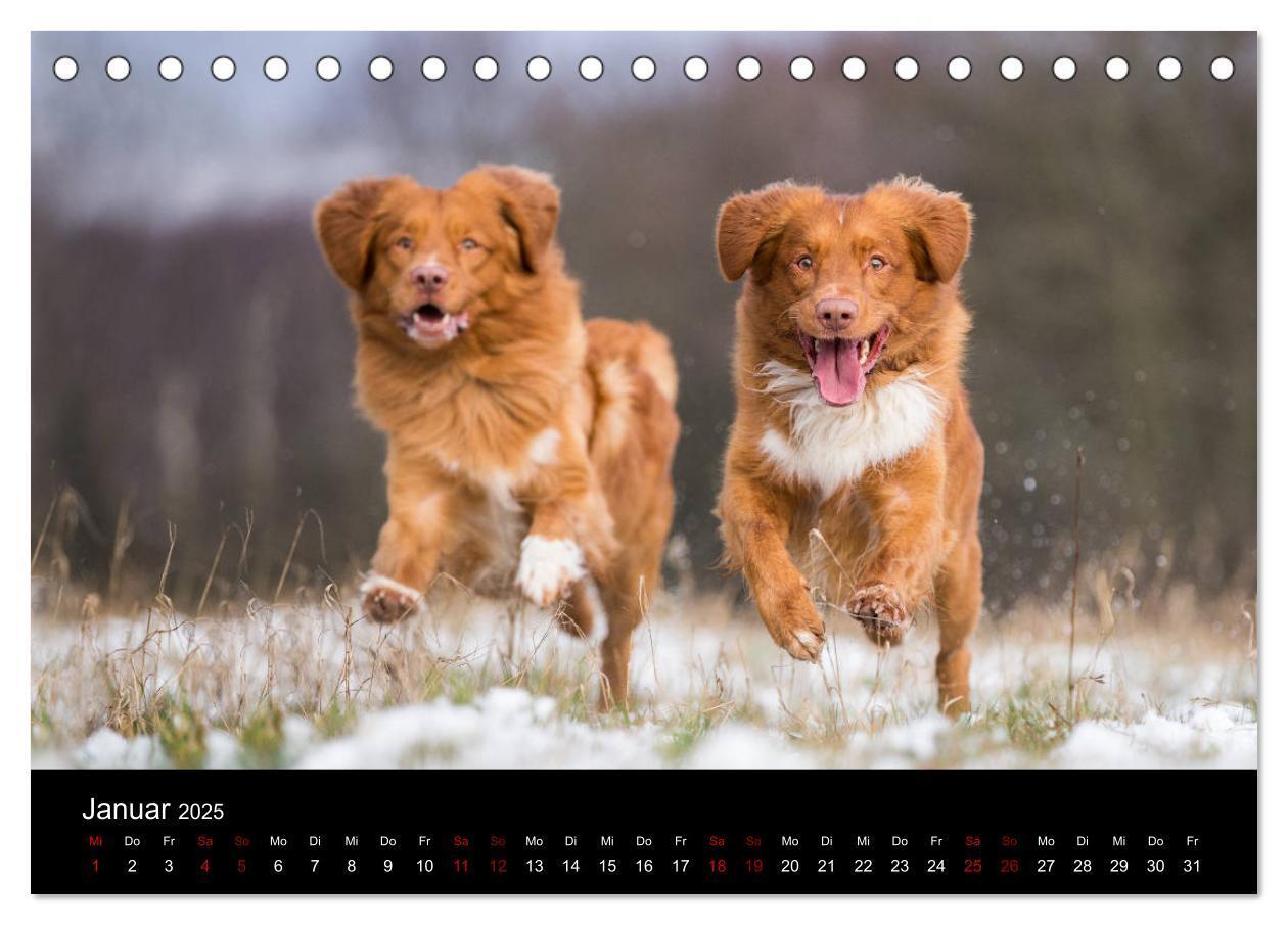 Bild: 9783435383771 | Toller - Nova Scotia Duck Tolling Retriever (Tischkalender 2025 DIN...