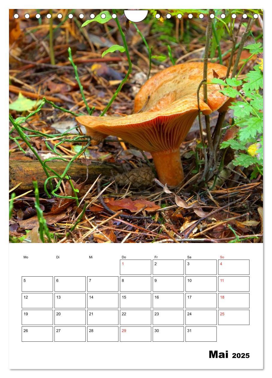 Bild: 9783457054857 | Heimische Waldpilze (Wandkalender 2025 DIN A4 hoch), CALVENDO...