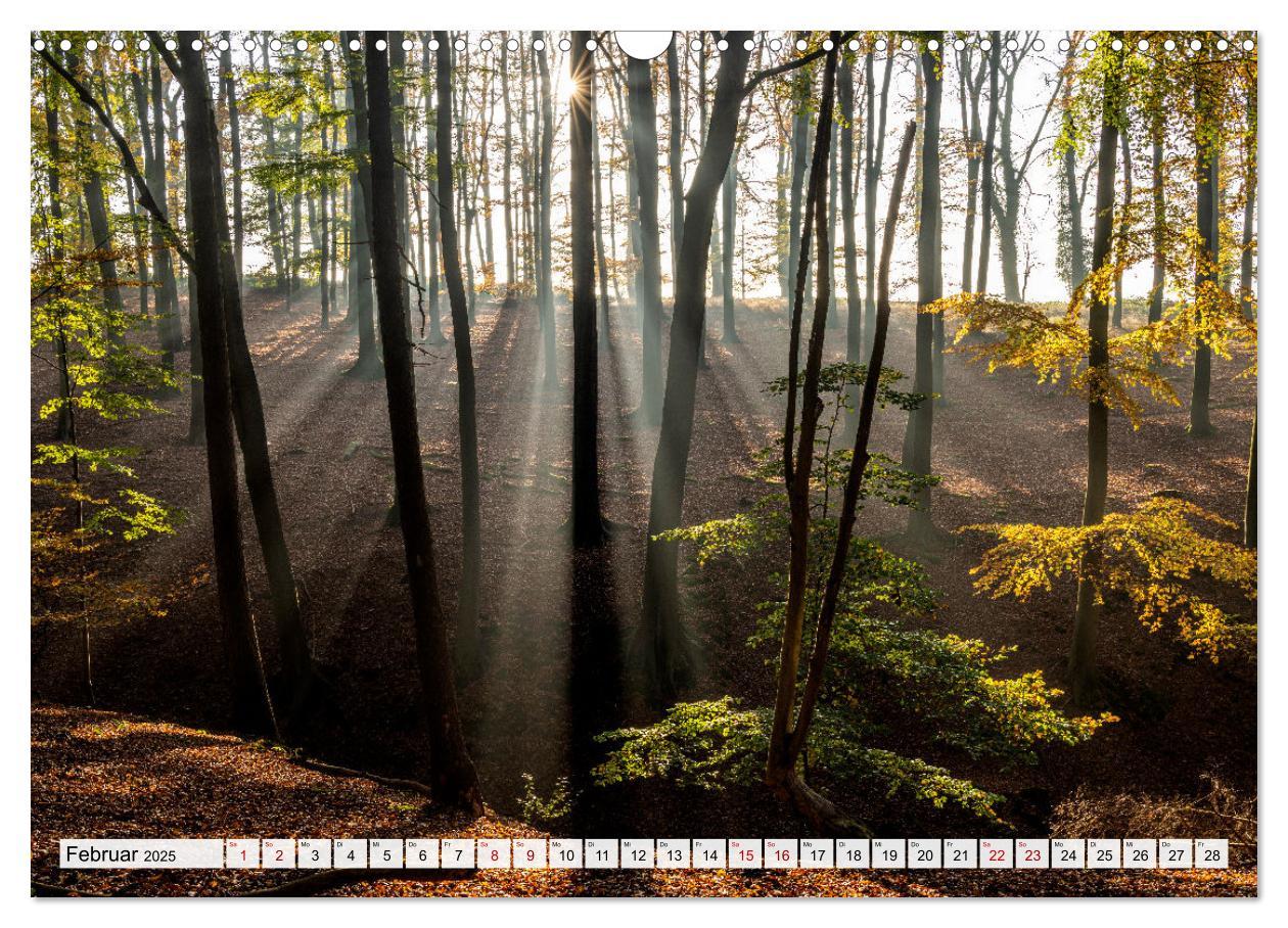 Bild: 9783383915314 | Traumhafte Wälder (Wandkalender 2025 DIN A3 quer), CALVENDO...