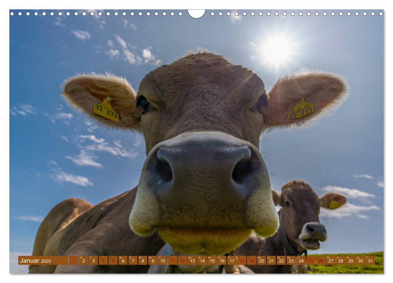 Bild: 9783435347469 | Allgäuer Schönheiten Allgäu - Land der Kühe (Wandkalender 2025 DIN...