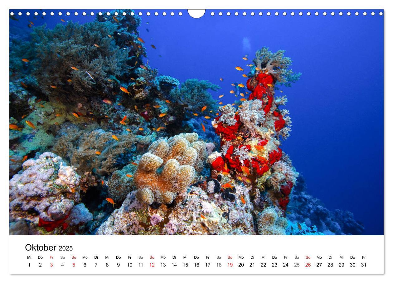 Bild: 9783435615469 | Highlights aus dem Meer - Tauchkalender (Wandkalender 2025 DIN A3...