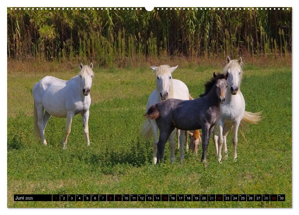 Bild: 9783435406845 | Camargue - Im Land der weißen Pferde und schwarzen Stiere...