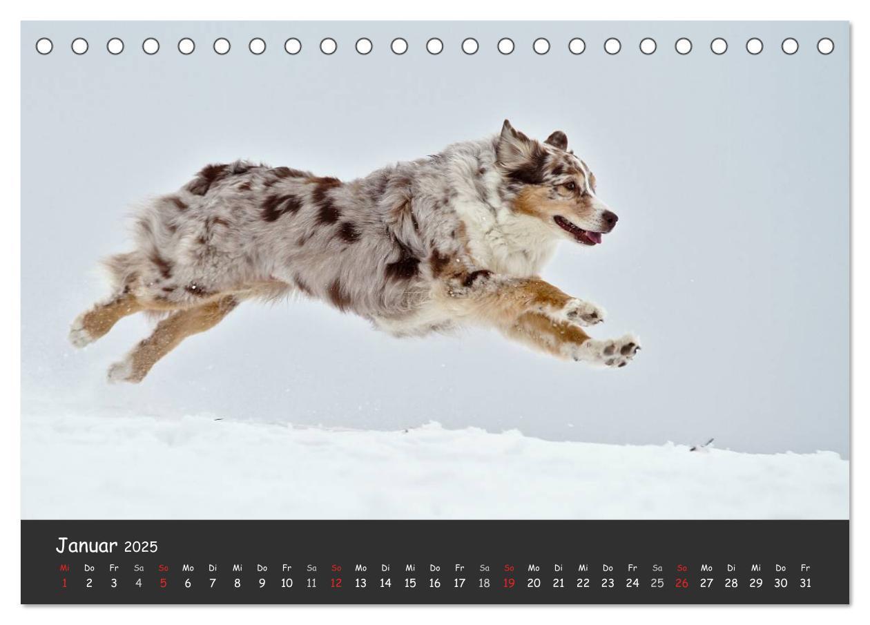 Bild: 9783435581344 | Australian Shepherd - Augenblicke (Tischkalender 2025 DIN A5 quer),...