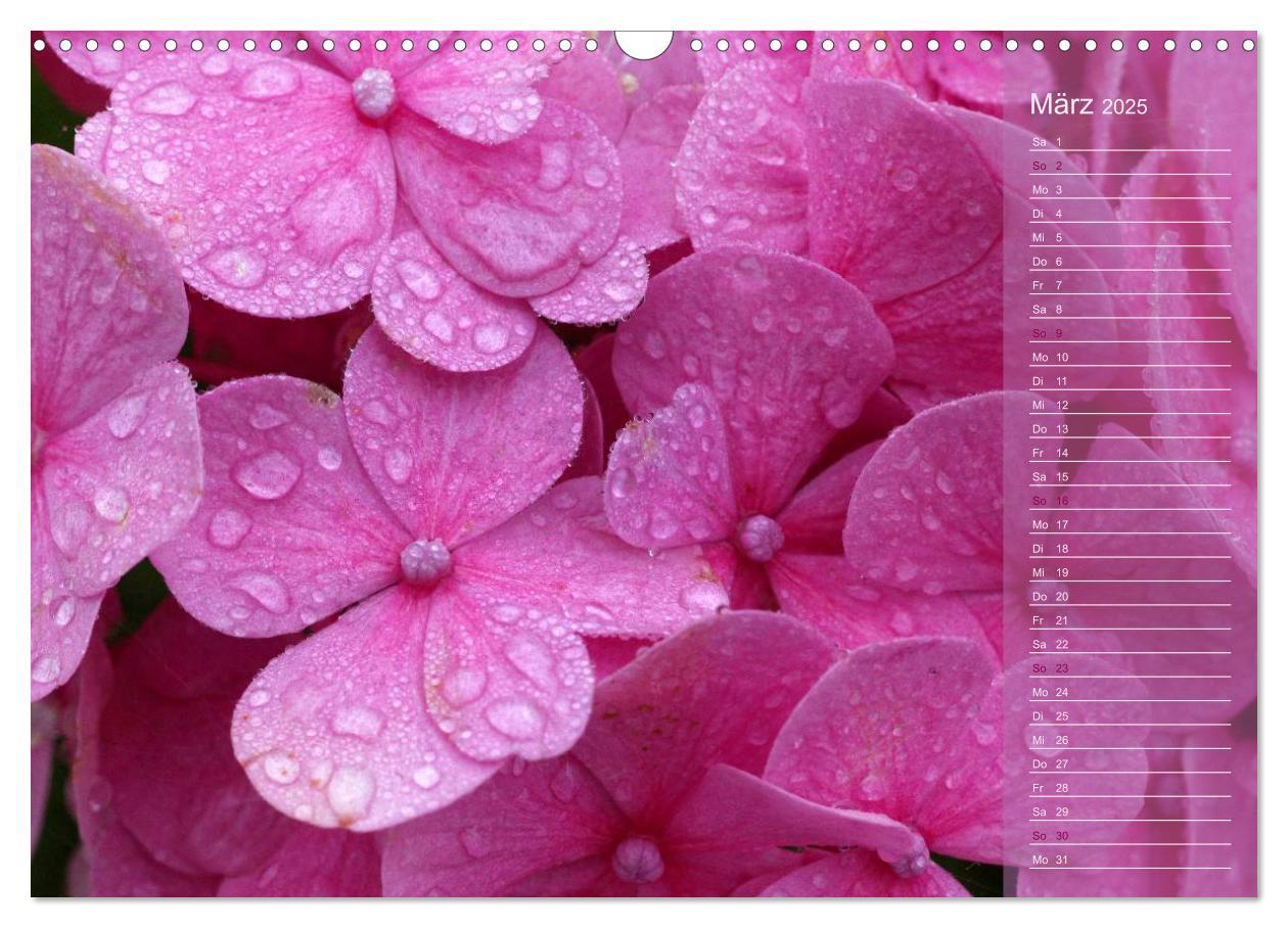 Bild: 9783435734283 | Hortensien / Geburtstagskalender (Wandkalender 2025 DIN A3 quer),...