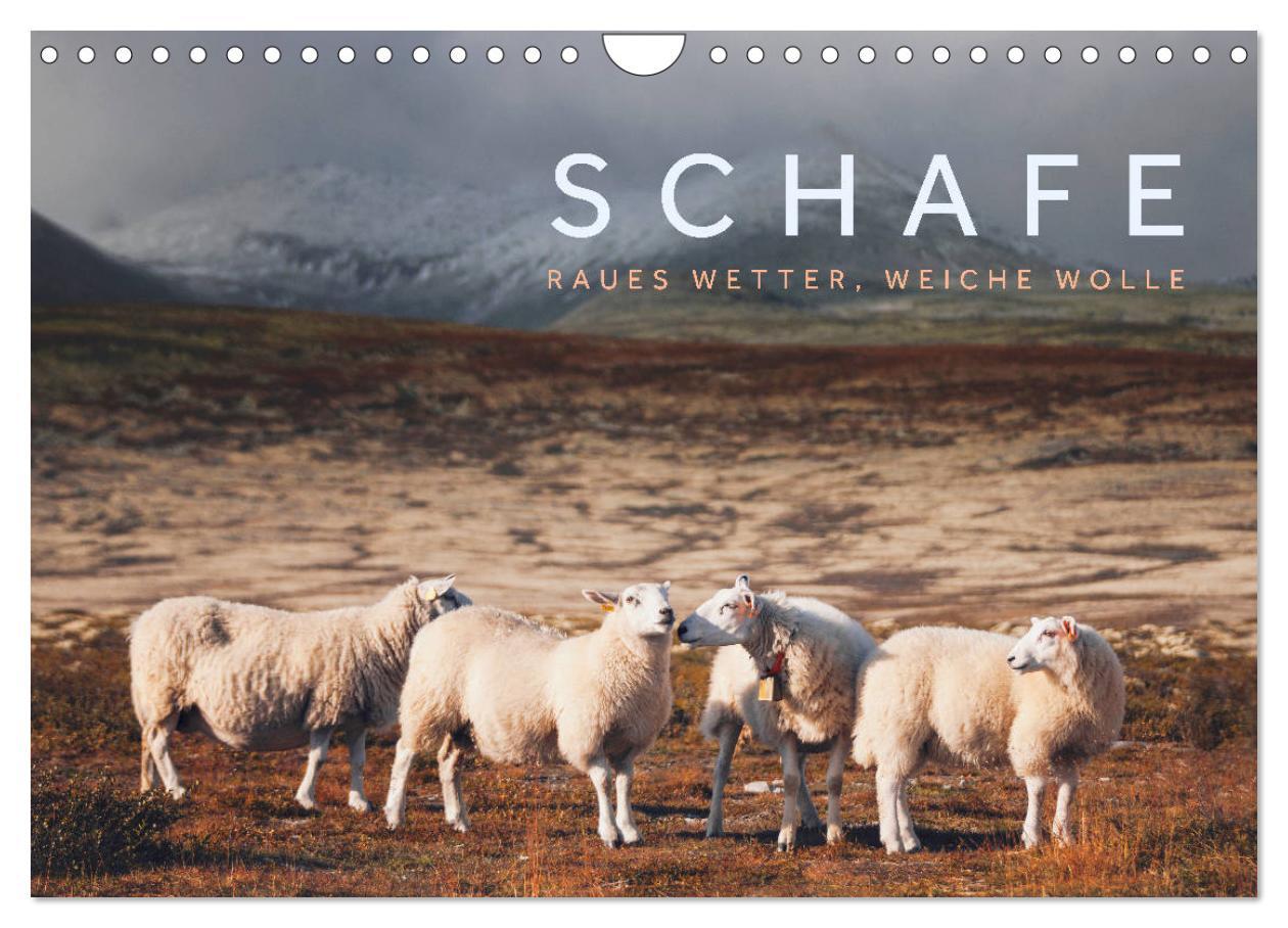 Cover: 9783435185337 | Schafe - Raues Wetter, weiche Wolle (Wandkalender 2025 DIN A4...