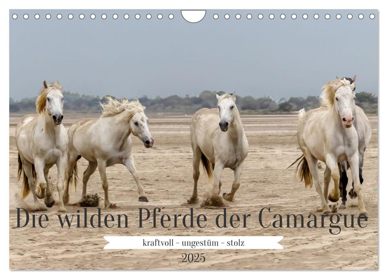 Cover: 9783383828287 | Die wilden Pferde der Camargue (Wandkalender 2025 DIN A4 quer),...