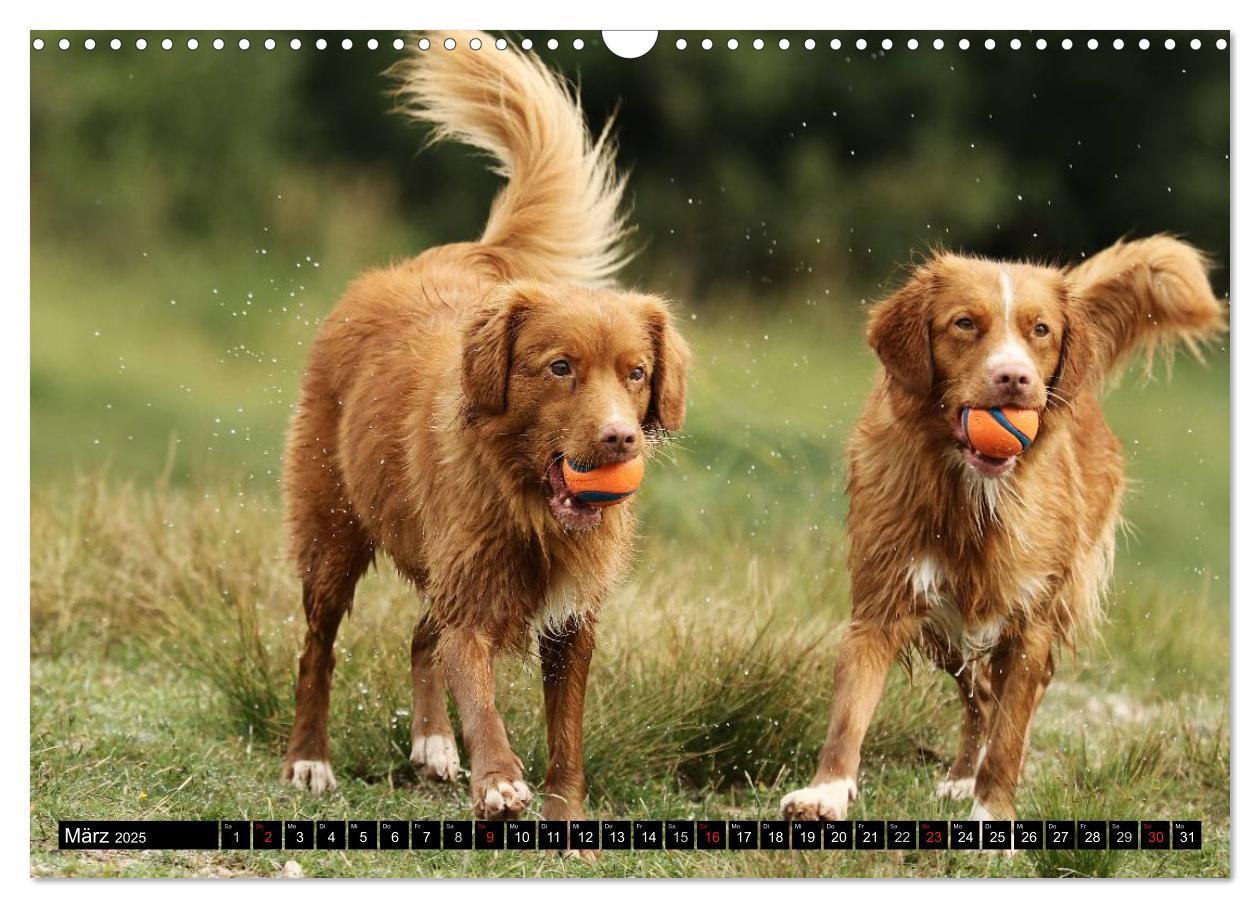 Bild: 9783435569380 | Nova Scotia Duck Tolling Retriever (Wandkalender 2025 DIN A3 quer),...