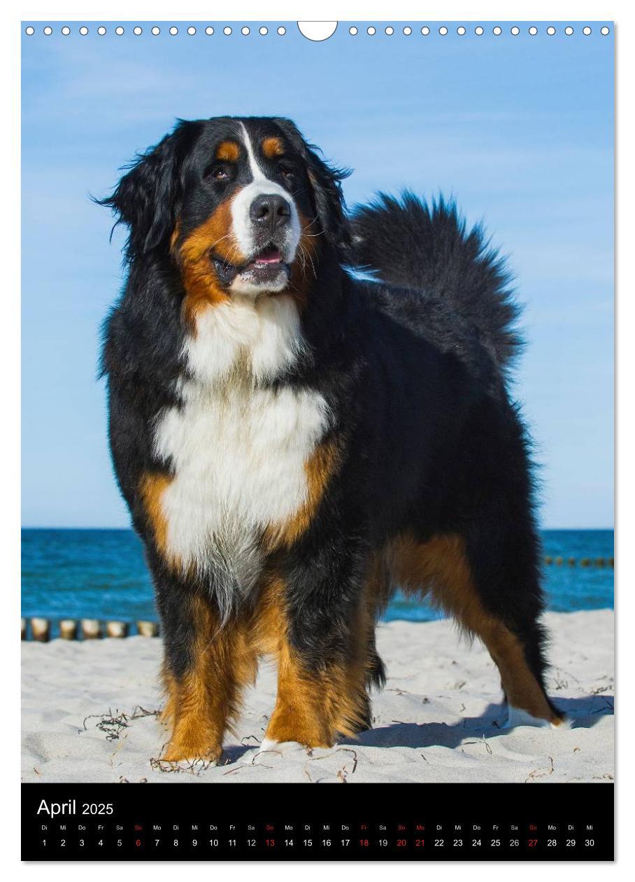 Bild: 9783457069172 | Berner Sennenhund 2025 (Wandkalender 2025 DIN A3 hoch), CALVENDO...