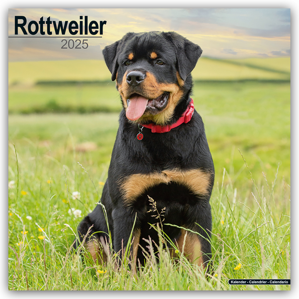 Cover: 9781804603819 | Rottweiler - Rottweiler 2025 - 16-Monatskalender | Ltd | Kalender