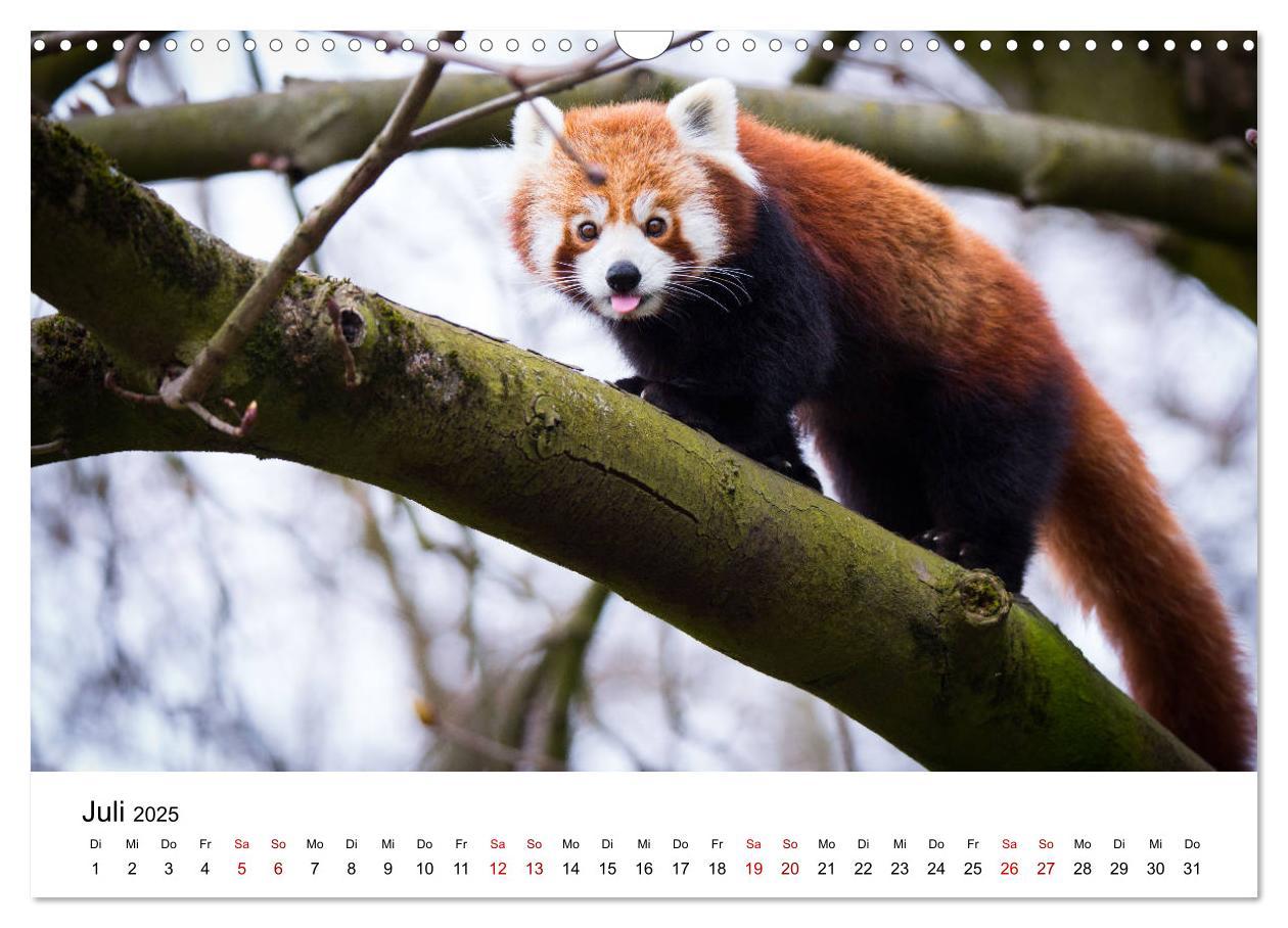 Bild: 9783435330140 | Rote Pandas - geschickte Kletterer (Wandkalender 2025 DIN A3 quer),...