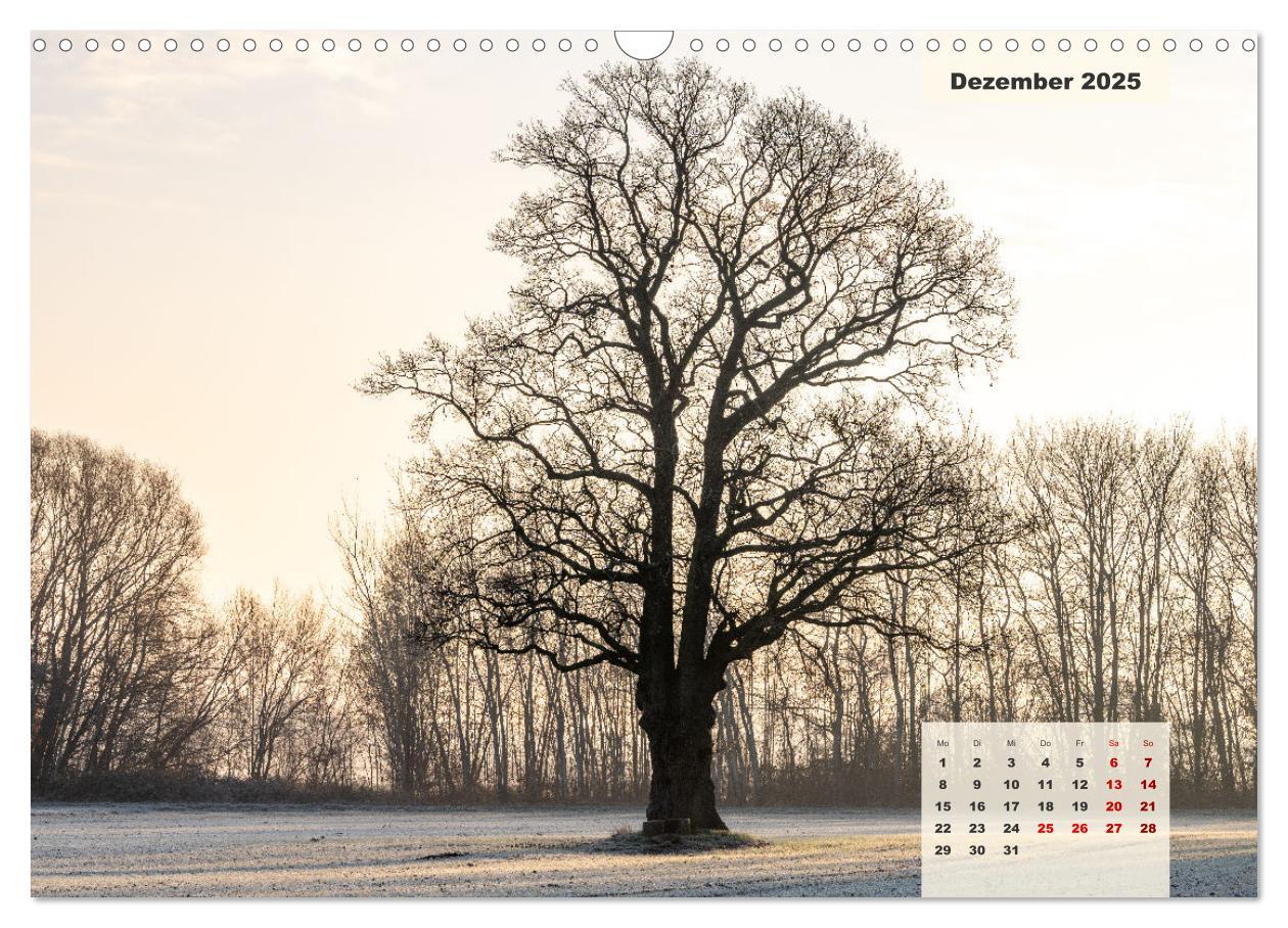 Bild: 9783383922626 | Ein Jahr Niederrhein Wiesen und Wälder (Wandkalender 2025 DIN A3...