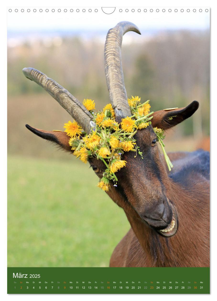 Bild: 9783435925018 | Ziegen - liebenswerte Sturköpfe (Wandkalender 2025 DIN A3 hoch),...