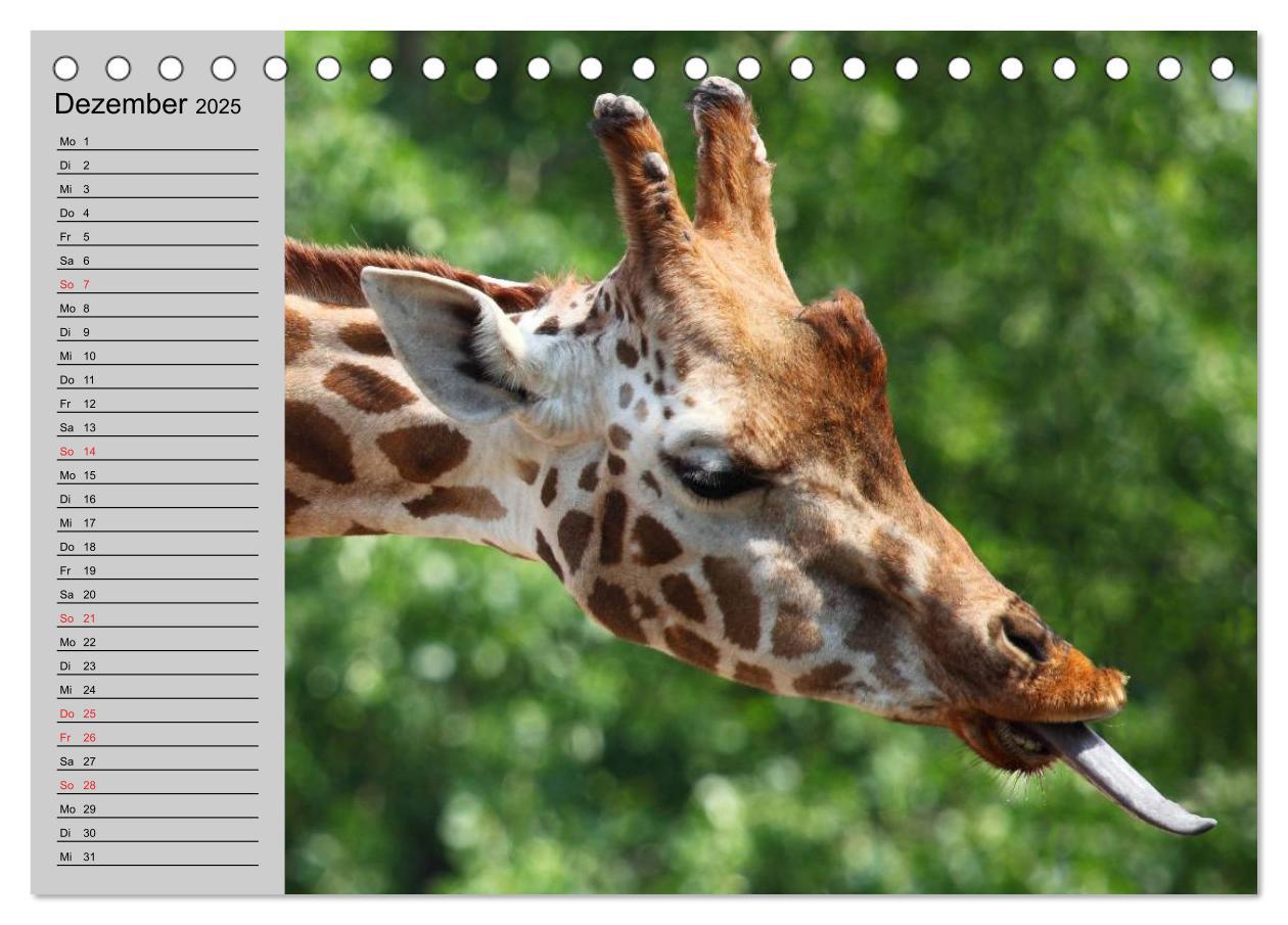 Bild: 9783435534012 | Giraffen. Dem Himmel so nah (Tischkalender 2025 DIN A5 quer),...