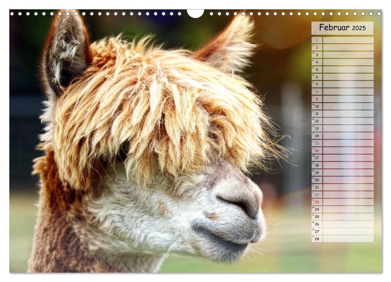 Bild: 9783383983573 | Alpaka, coole Typen mit wilden Frisuren (Wandkalender 2025 DIN A3...