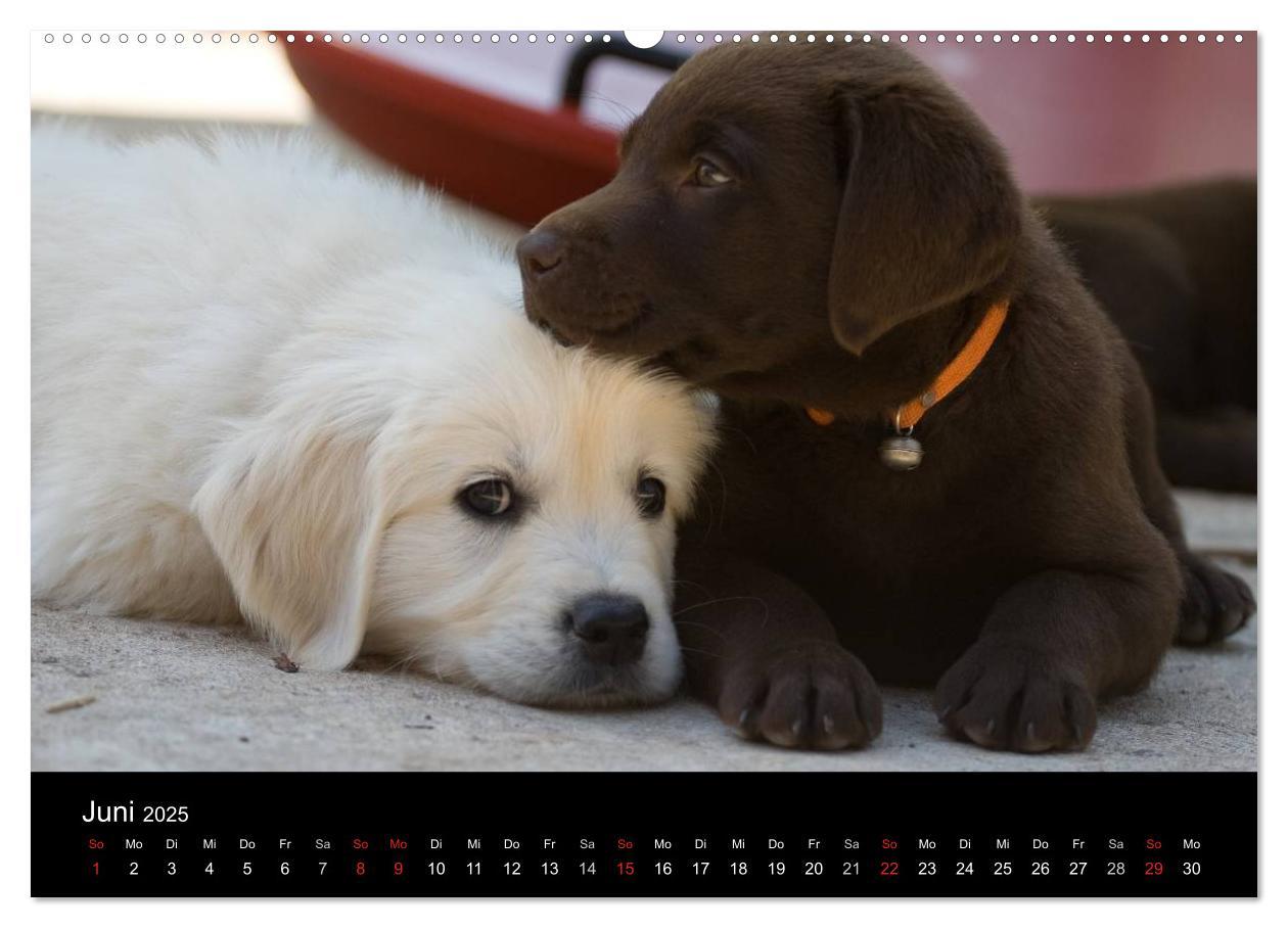 Bild: 9783435822652 | Hundewelpen (Wandkalender 2025 DIN A2 quer), CALVENDO Monatskalender