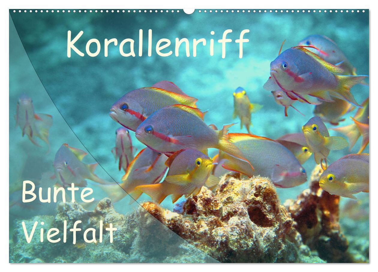 Cover: 9783435345656 | Bunte Vielfalt im Korallenriff (Wandkalender 2025 DIN A2 quer),...