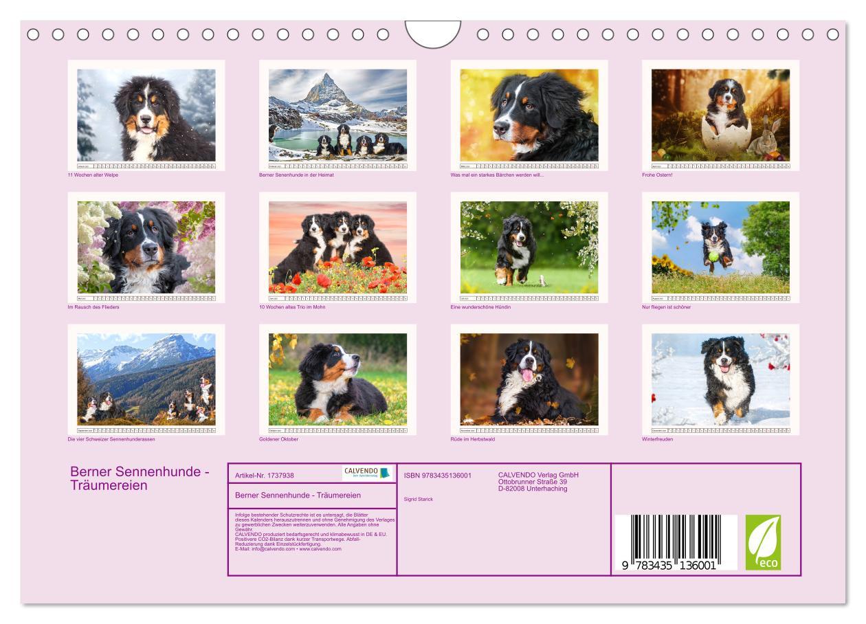 Bild: 9783435136001 | Berner Sennenhunde - Träumereien (Wandkalender 2025 DIN A4 quer),...