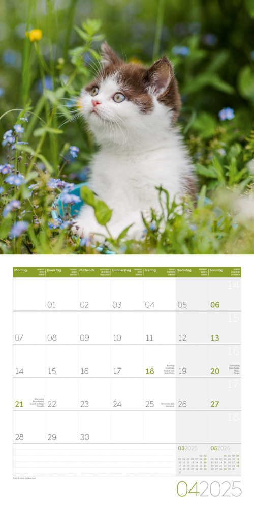 Bild: 9783838445205 | Katzen Kalender 2025 - 30x30 | Ackermann Kunstverlag | Kalender | 2025