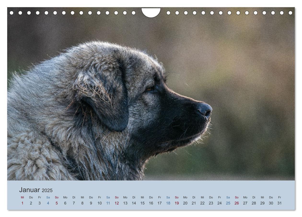 Bild: 9783435046553 | Kaukasischer Owtscharka (Wandkalender 2025 DIN A4 quer), CALVENDO...