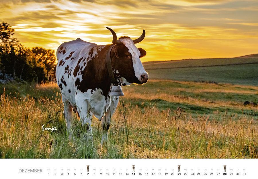 Bild: 9783966648226 | Kühe Kalender 2025 Wandkalender | J. -L. Klein (u. a.) | Kalender