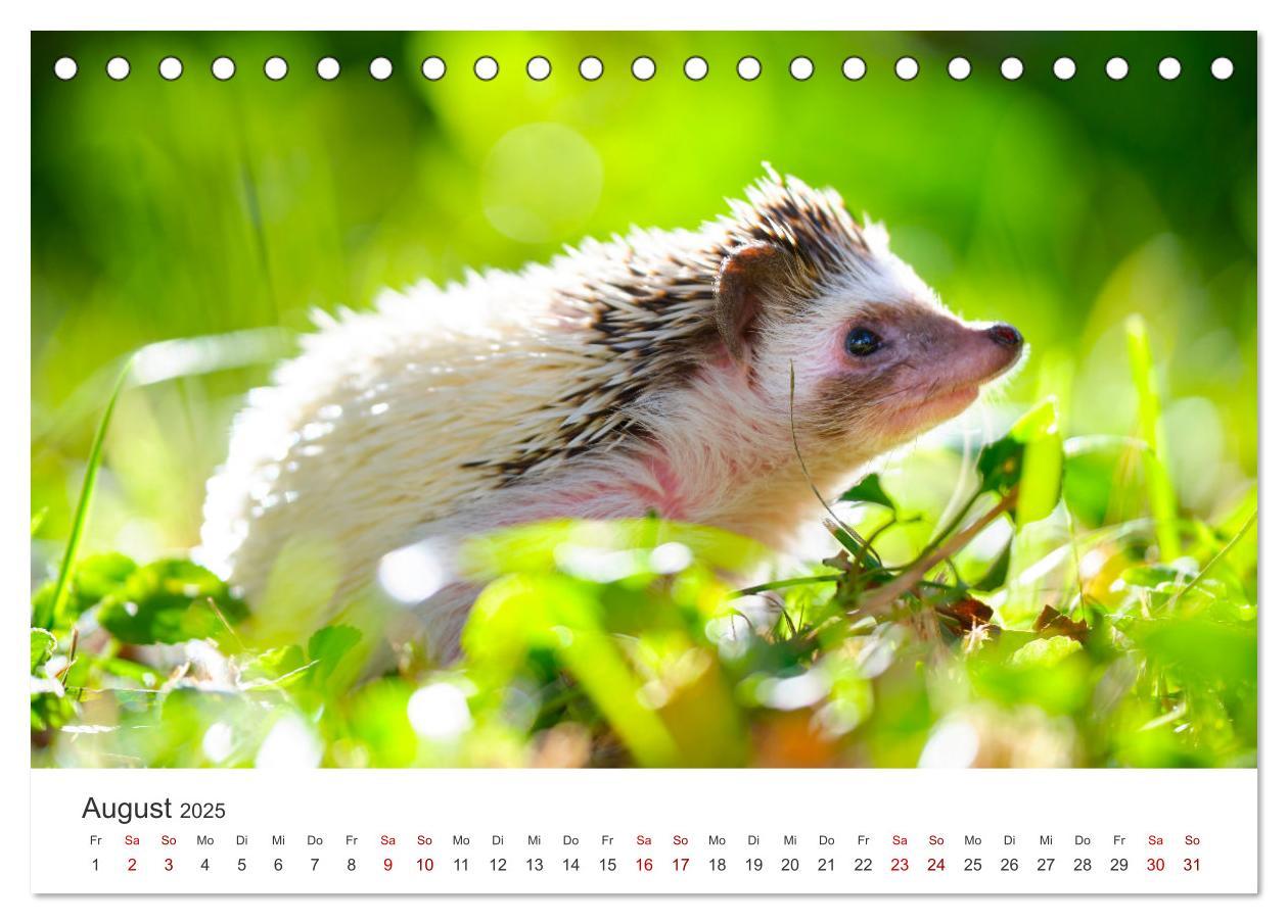 Bild: 9783383940613 | Igel - Niedliche kleine Stachelritter (Tischkalender 2025 DIN A5...