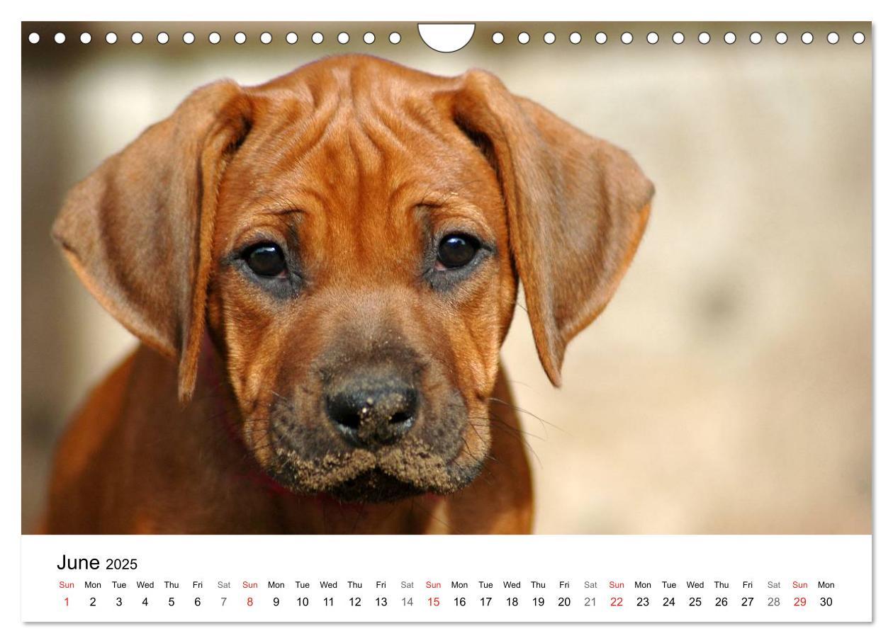 Bild: 9781325960699 | Rhodesian Ridgeback Puppies (Wall Calendar 2025 DIN A4 landscape),...