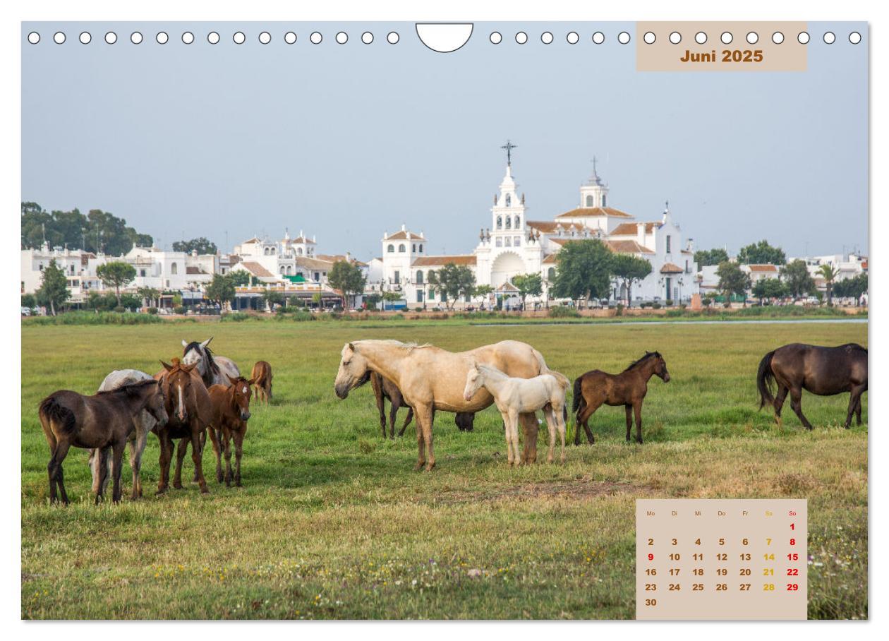 Bild: 9783435105823 | Pferde - Andalusiens wilder Westen (Wandkalender 2025 DIN A4 quer),...