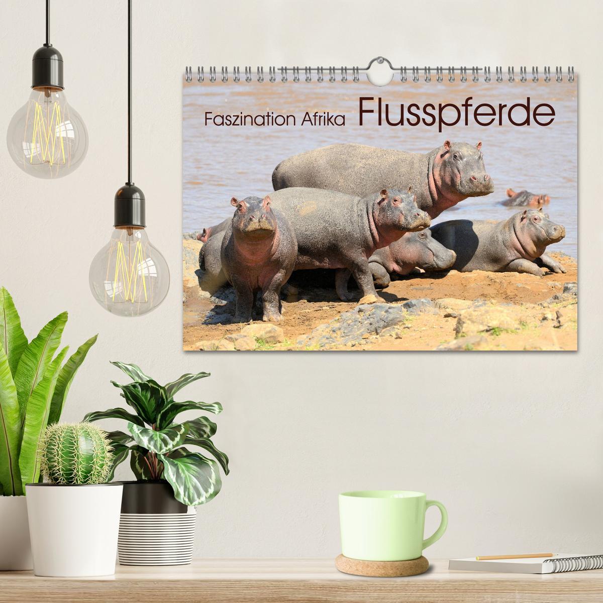 Bild: 9783435229956 | Faszination Afrika: Flusspferde (Wandkalender 2025 DIN A4 quer),...