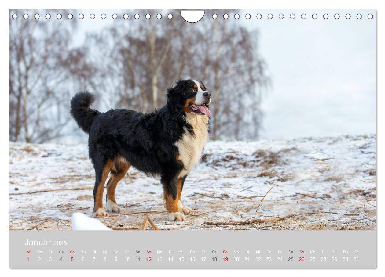 Bild: 9783435659890 | Liebling BERNER SENNENHUND (Wandkalender 2025 DIN A4 quer),...