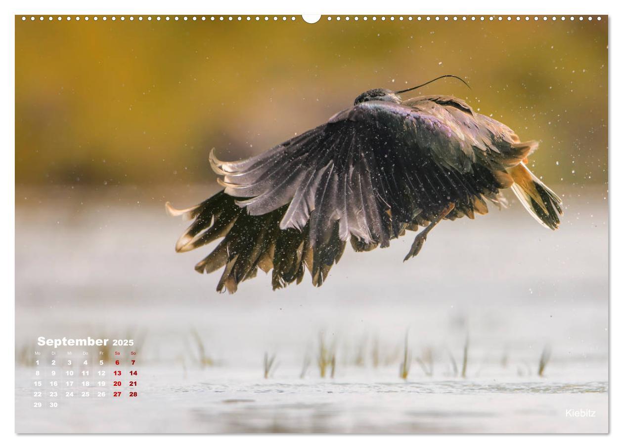 Bild: 9783435379392 | Wattvögel an der Friesischen IJsselmeerküste (Wandkalender 2025 DIN...